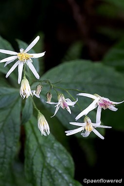 Sharp-toothed nodding-aster